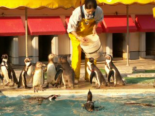 宮島水族館ペンギンのお食事タイム