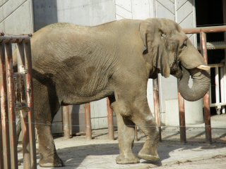 アフリカゾウ