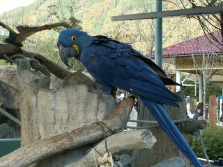 オウム