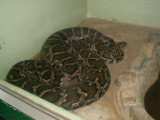 アオダイショウ