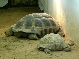 リクガメ