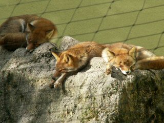 キツネ