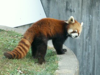 レッサーパンダ
