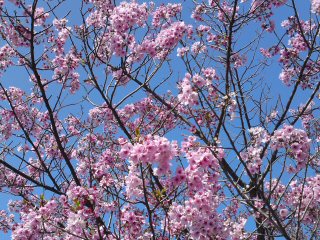 八重桜