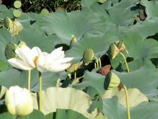 蓮の花
