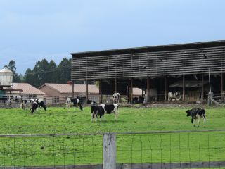 小岩井農場